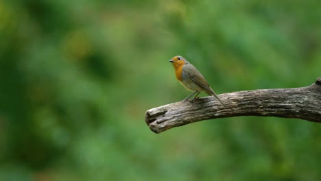 Nahe-Statische-Aufnahme-Eines-Rotkehlchens,-Das-Auf-Einem-Ast-Sitzt-Und-Dann-Nach-Links-Von-Der-Kamera-Wegfliegt,-Zeitlupe