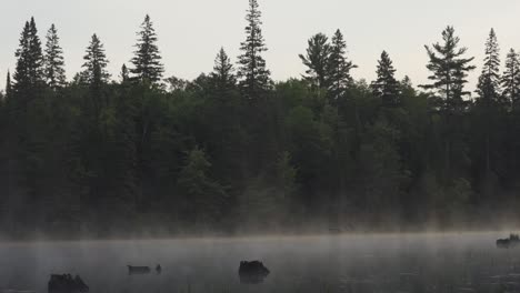 Lago-Del-Parque-Algonquin-Al-Amanecer,-Garza-Azul-Volando-En-El-Paisaje-Natural