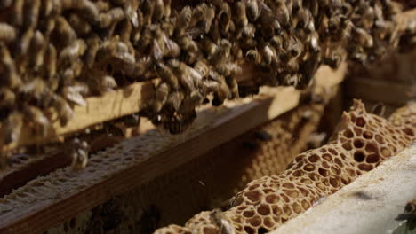 beekeeping - a frame is removed from a beehive, slow motion close up