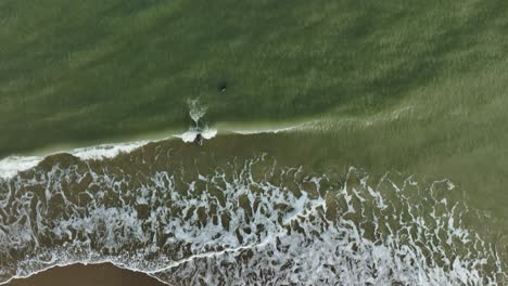 two fur seals playing in the waves, wide top down drone shot