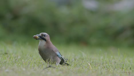 arrendajo euroasiático recogiendo bellotas para el invierno y se las traga
