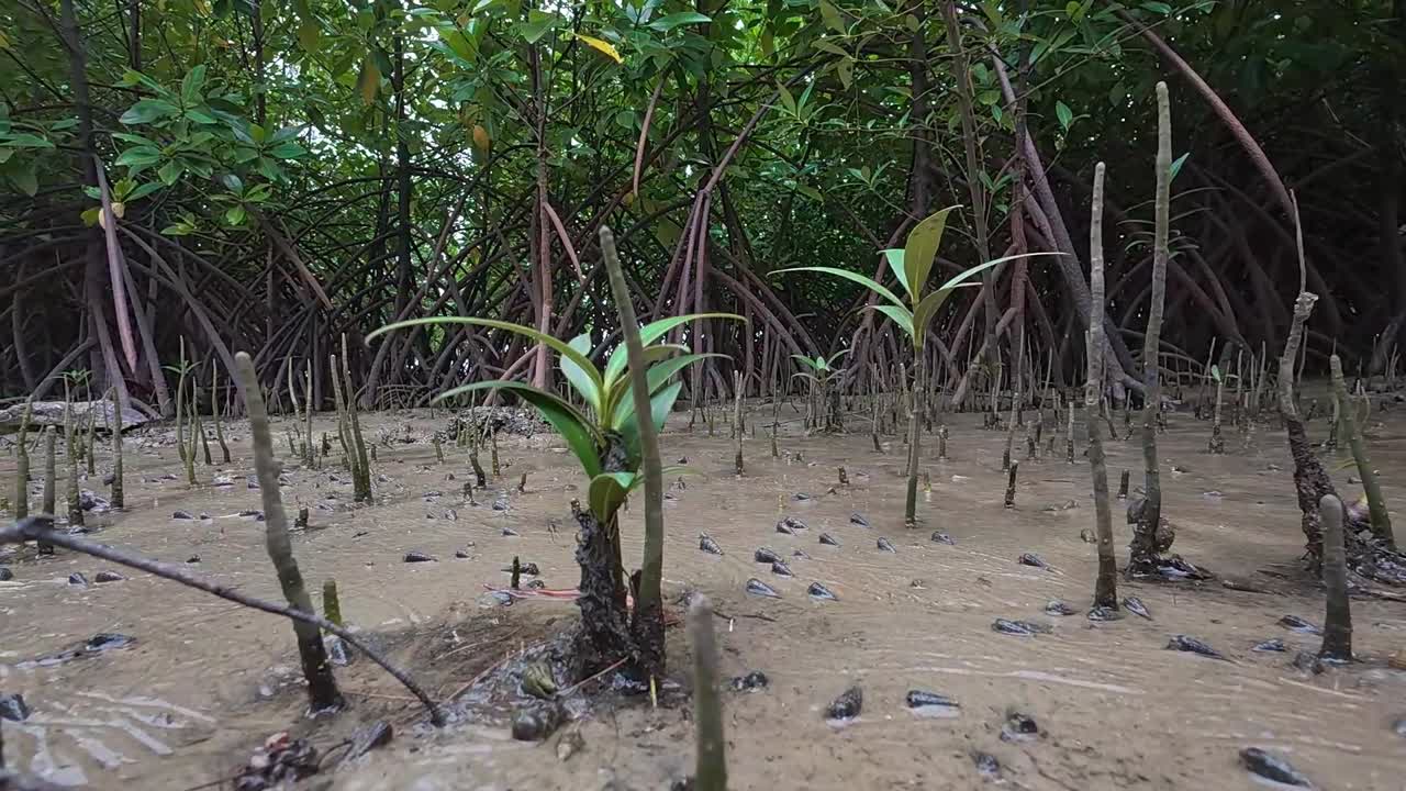 A tropical mangrove forest along a coastal shoreline, home to diverse wildlife and a natural barrier against coastal erosion.