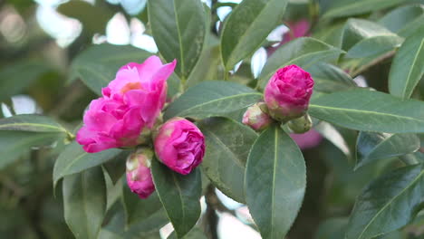 pink camellia flowers