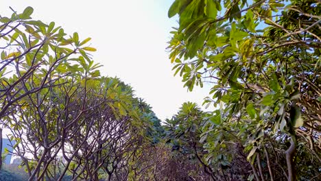 Bunte-Bäume,-Viele-Bäume-Im-Garten-Am-Morgen,-Video-Mit-Flachem-Winkel,-Aufgenommen-Am-15.-April-2022-Im-Buddha-Park-Patna-Bihar,-Indien