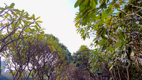 árboles coloridos muchos en el jardín por la mañana en forma de ángulo plano el video se toma en el parque buda patna bihar india el 15 de abril de 2022