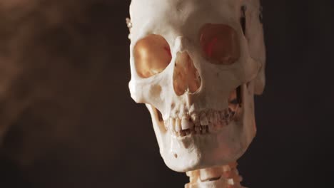 video of close up of halloween skull and skeleton and copy space on black background