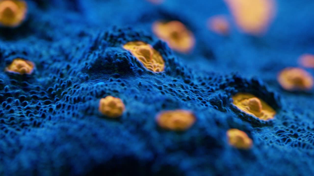 Macro shot of Mr Bandit Mycedium chalice coral under actinic lighting, featuring a blue surface with bright yellow “eyes” and textured polyp structures in reef aquarium