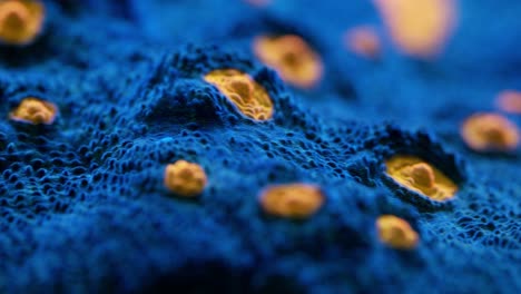 macro shot of mr bandit mycedium chalice coral under actinic lighting, featuring a blue surface with bright yellow “eyes” and textured polyp structures in reef aquarium
