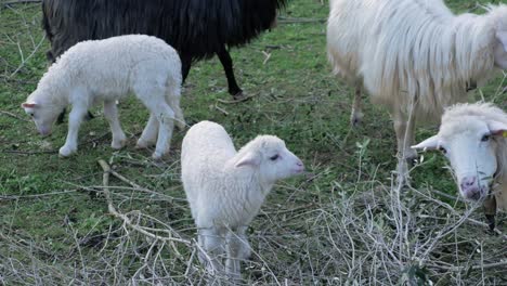 happy, cute lamb eating leaves from branches with other sheep in sardinia, italy