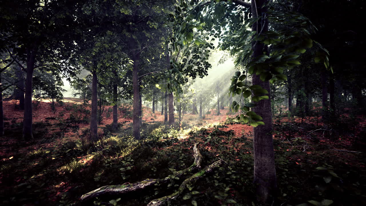 rayos de sol en un bosque de niebla