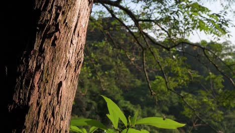 Close-up-of-an-old-tree-trunk-while-soft-warm-sunlight-hits-the-tree-and-the-forest-is-seen-in-the-background-in-Hong-Kong