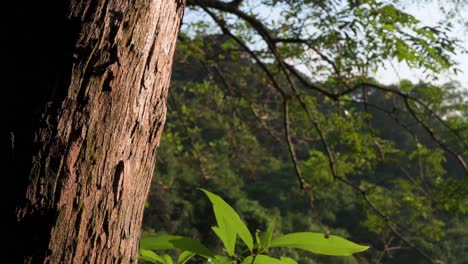 primer plano de un viejo tronco de árbol mientras la suave y cálida luz del sol golpea el árbol y el bosque se ve en el fondo en hong kong