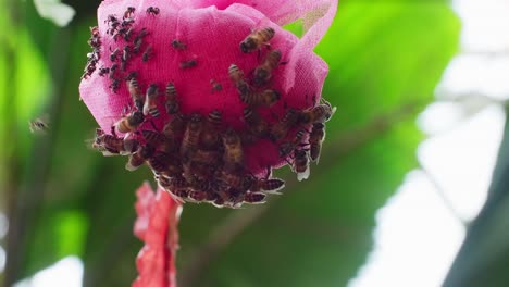 the swarm of bees gathered to collect nectar to build a nest with slow motion