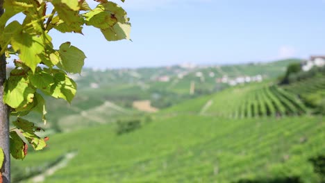 lush vineyard landscape with distant hills