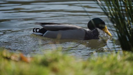 dos ánades reales en el lago buceando en busca de comida