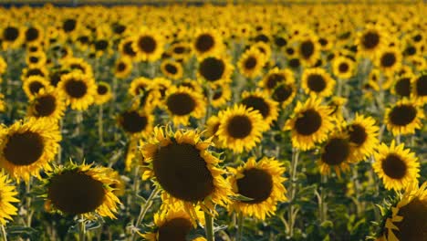 Caminando-Entre-Girasoles-En-El-Campo-En-Primavera