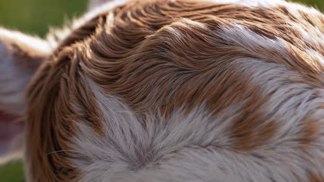 close-up of animal fur