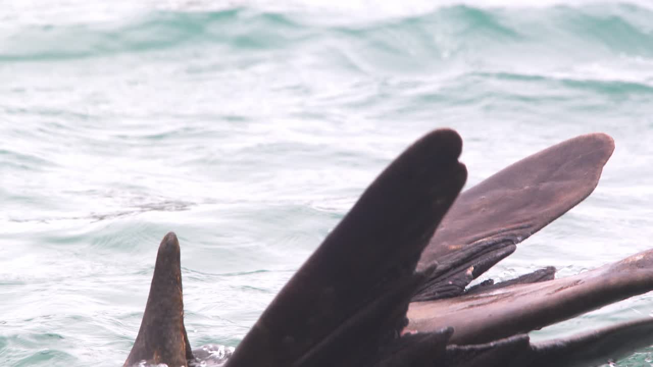 대서양 에서 헤엄치는 코끼리 해바라기의  ⁇ 리  ⁇ 니 는 해바라기 와 비슷 하다