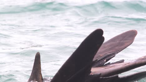 las aletas de la cola de una foca elefante en el aire mientras nada en el océano atlántico que se asemeja a las algas