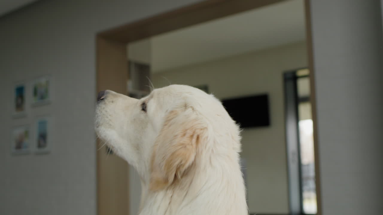 골든 리트리버가 쳐다보고 있다.