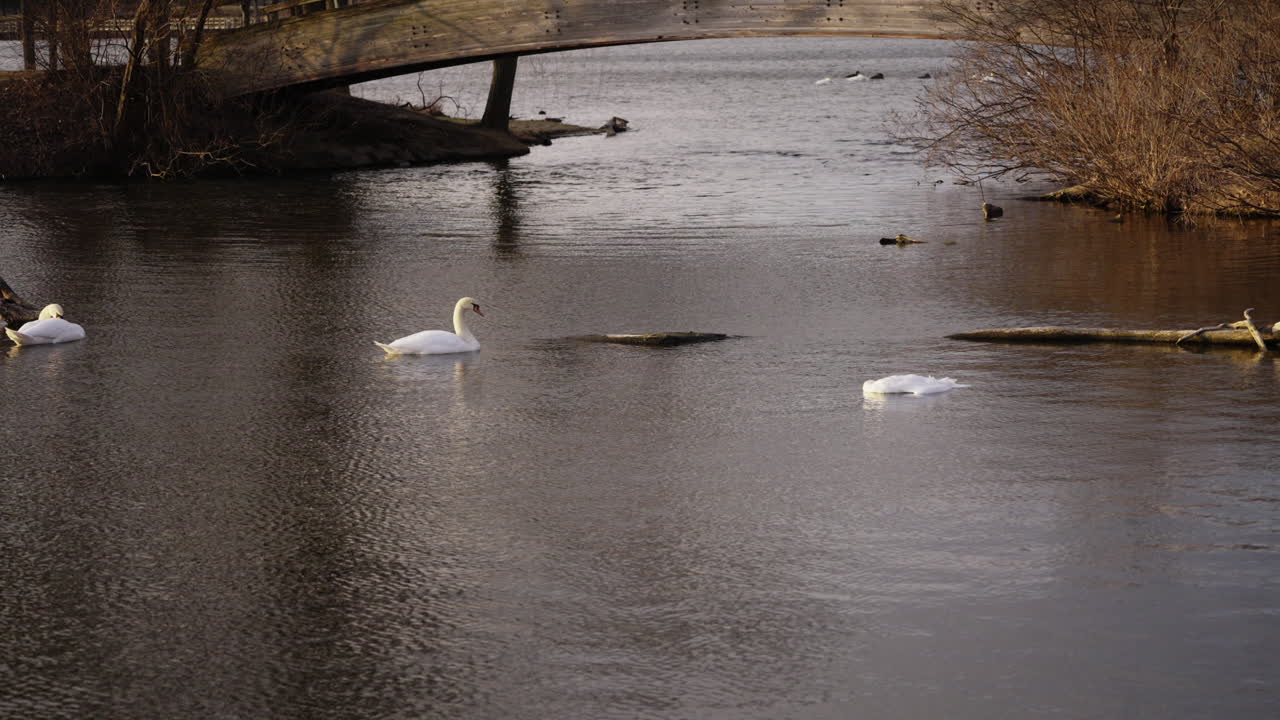 slow motion footage of two live swans inspecting dead floating swan in pond