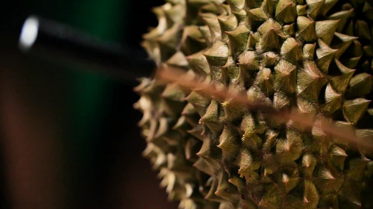Using Stick to Check Durian Ripeness, Close Up