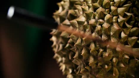 Using-Stick-to-Check-Durian-Ripeness,-Close-Up