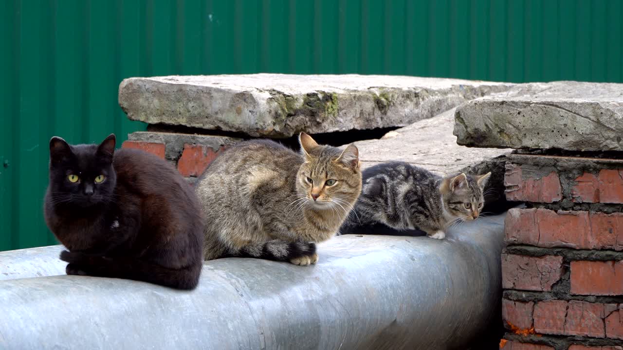 gatos sin hogar cautelosos