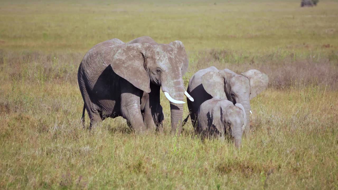 Một gia đình voi châu Phi đứng cùng nhau trên thảo nguyên ở Tanzania. Cảnh động vật hoang dã safari yên bình cho thấy voi trưởng thành và voi con gắn kết trong môi trường sống tự nhiên trên đồng cỏ của chúng.