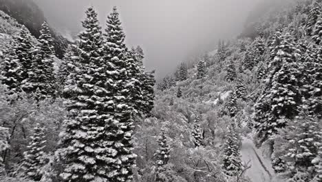 Drone-push-in-above-snowy-canyon-with-dusting-of-fresh-snow-on-trees-below-rocky-cliffs