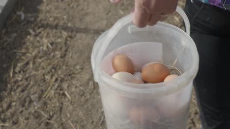 person holding a bucket filled with fresh eggs outdoors on a farm