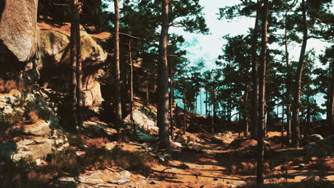 tranquil pine forest path