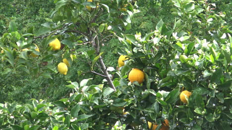 cerca de algunas naranjas y limones.