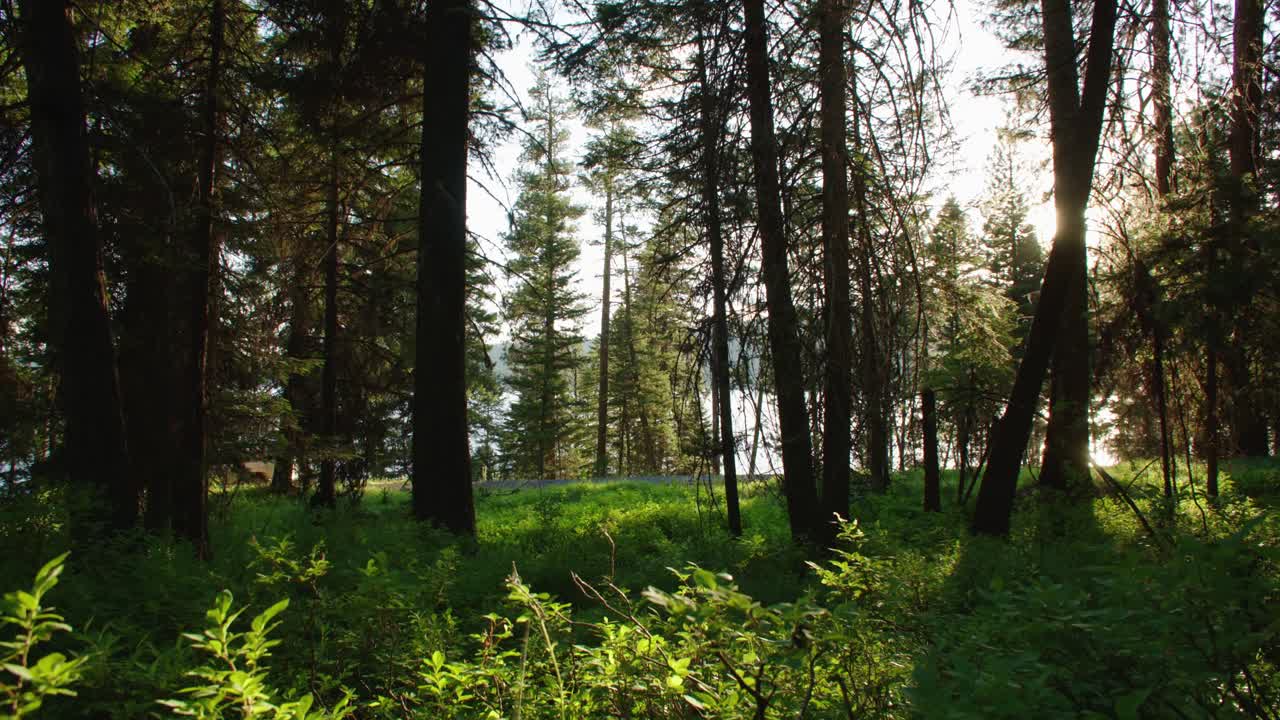 Un SUV percorre una splendida strada lungo il lago che costeggia il lago Payette in Idaho.