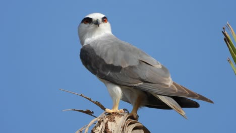 Black-winged-kite-waiting-for-pray-