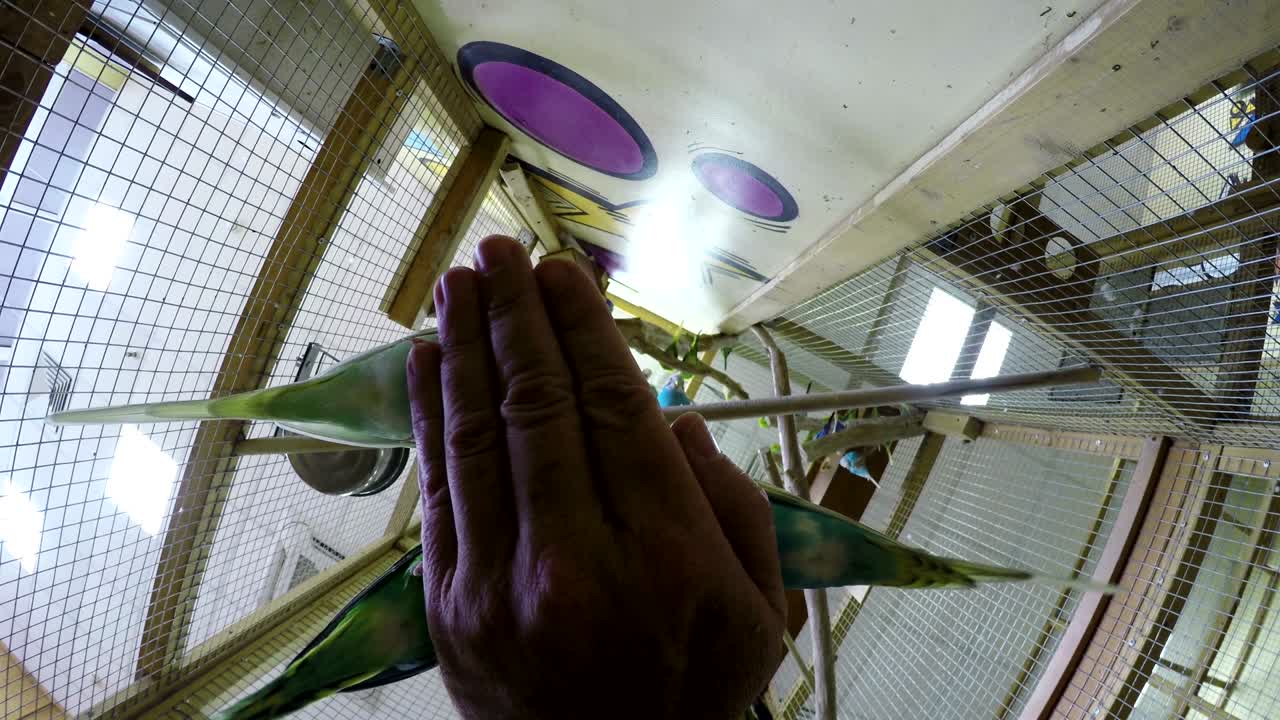 노인에게 무새를 먹이는 사람, 손을 만지거나 애정하는 동물원, 초록색과 파란색의 무, 기의 감정, 부드러운 감정, 낮은 각도, 새의 리