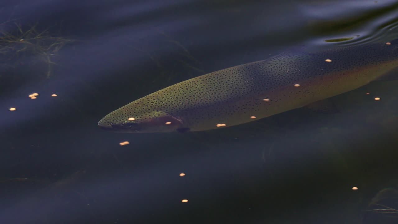 A rainbow trout darts back and forth along a current seam, turning and surging to pick off insects. Camera tracks movements, crisp ripples reflections. Tight shot on the Owens River near Bishop, CA