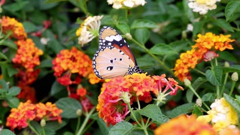 butterfly flutters over vibrant garden flowers.