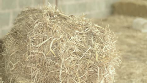 woman lifting up bale of straw in barn