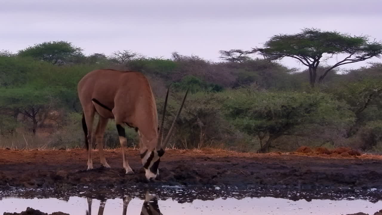 An East African Oryx, or Besia, drinks at a muddy watering hole in Africa