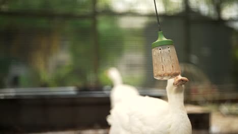 Eine-Zeitlupenaufnahme-Einer-Ente,-Die-Ihr-Futter-Frisst