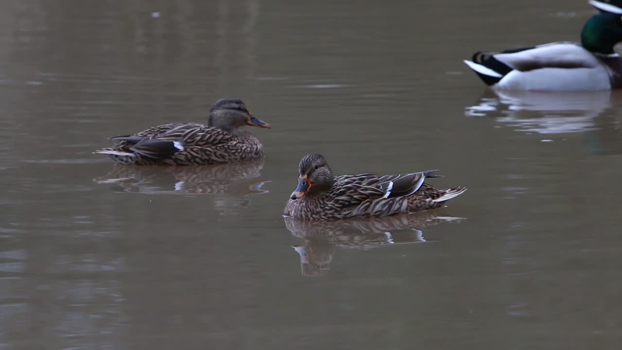 Germani reali, Anas platyrhynchos, su lago in inverno