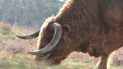 side view of highland reddish cow grazing with the herd on pasture with brown and green grass on a bright sunny day - close up