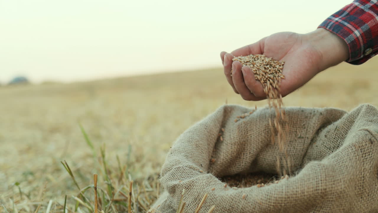 자루에서 수확 곡물을 꺼내는 농부의 닫습니다