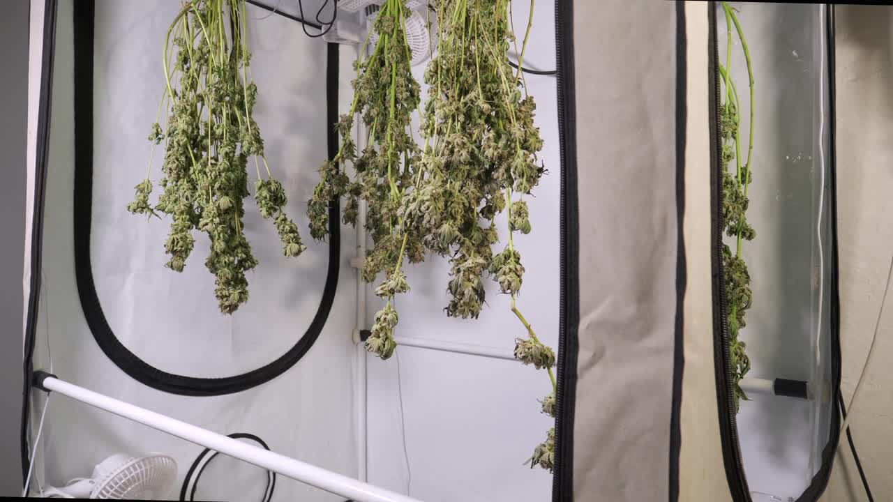 tiro de carro de secado de plantas de cannabis en una tienda de cultivo