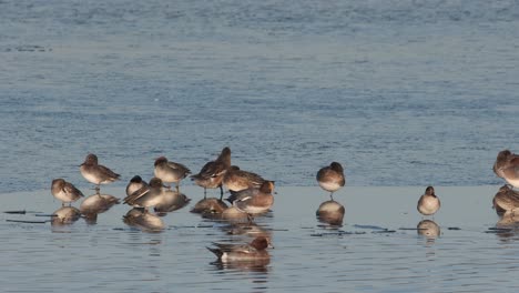 los pájaros se reflejan en el agua de invierno silbón verde azulado copia espacio dormir acicalarse uk