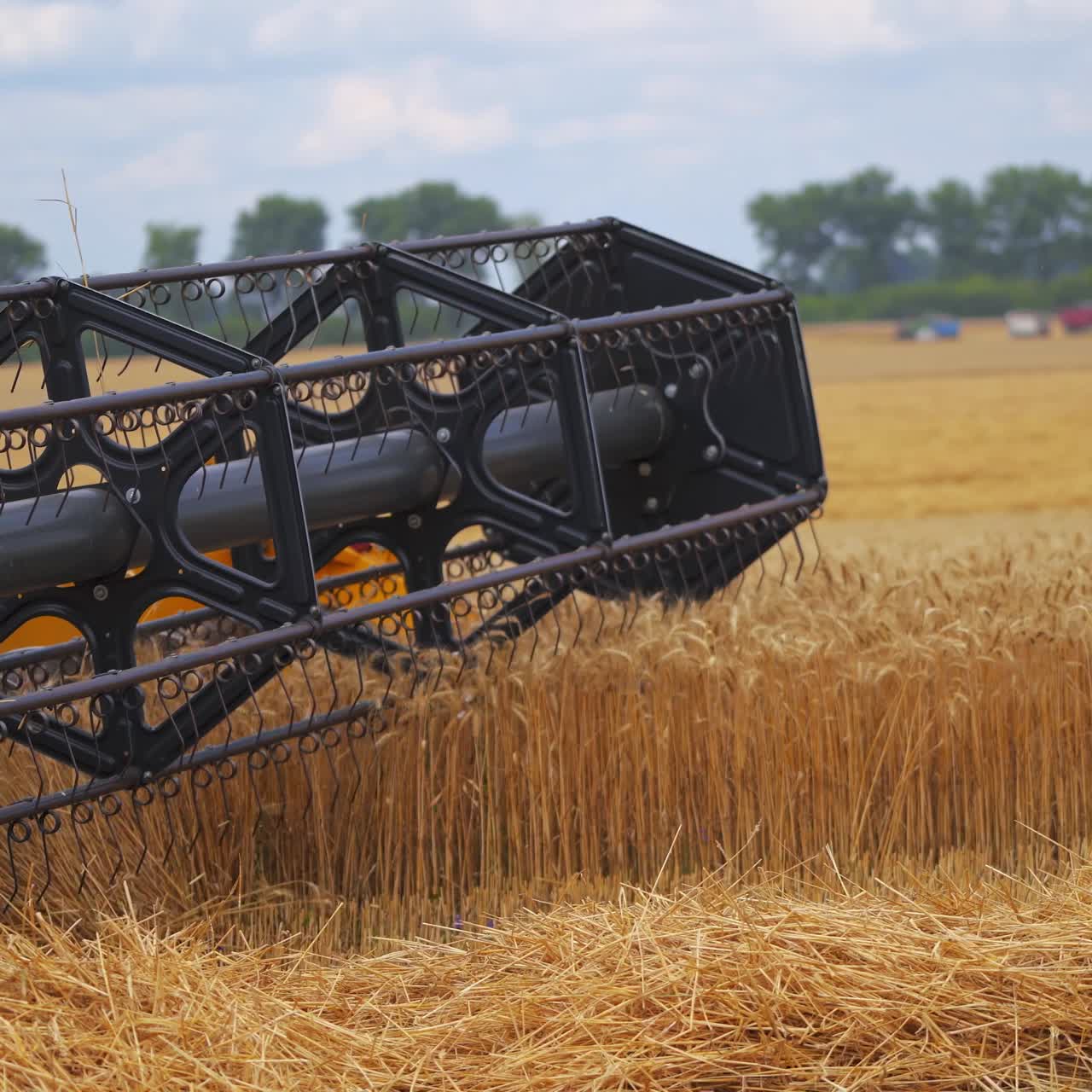 Combines in the field. Side view of harvesters. Season of gathering crops. Rye and barley