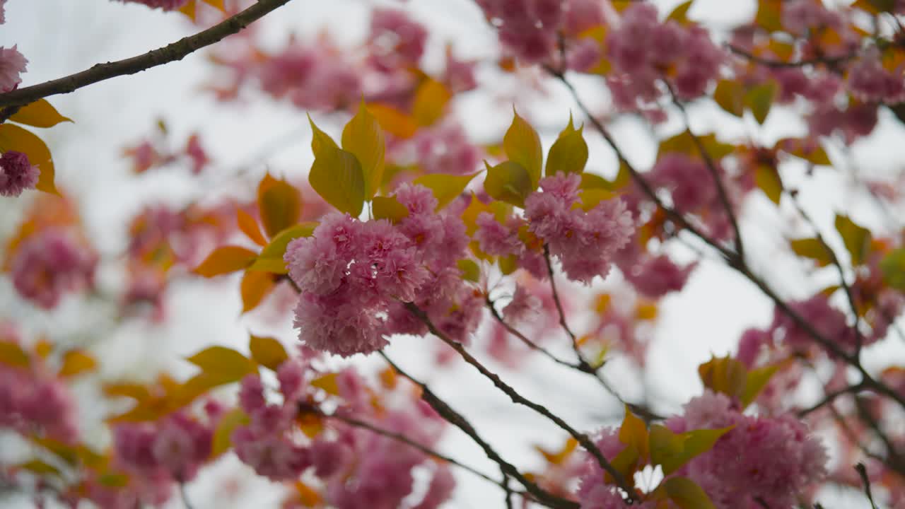 Low angle view of pink blooming Japanese cherry flowers on tree branch, Czechia
