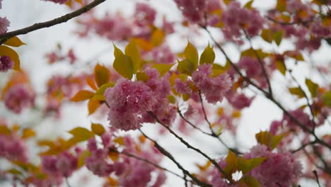 Vista-De-ángulo-Bajo-De-Flores-De-Cerezo-Japonés-En-Flor-Rosa-En-La-Rama-De-Un-árbol,-República-Checa