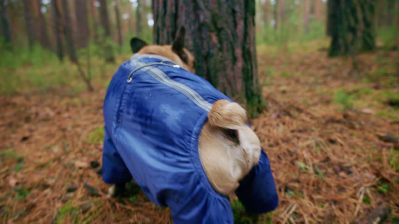 French Bulldog in the Forest
